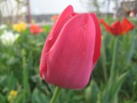 IMG_5055.JPG