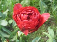 IMG_5056.JPG