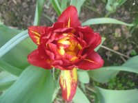 IMG_5059.JPG
