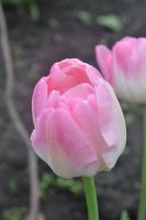 DSC_1237.JPG