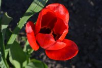 DSC_1232.JPG