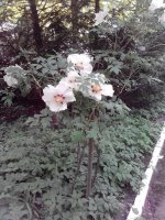 IMG_20150520_154911.jpg