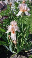 20150607_154317_HDR.jpg