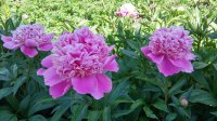 20150607_154420_HDR.jpg