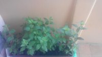 20150608115302.jpg