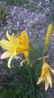 20150607_204900.jpg