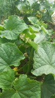 20150612_121616.jpg