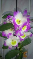 DSC_0063.JPG