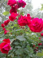 DSC05276.JPG