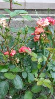 20150628_173544_HDR.jpg