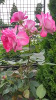 20150628_175609_HDR.jpg