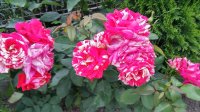 20150628_175641_HDR.jpg