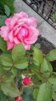 20150628_175659_HDR.jpg