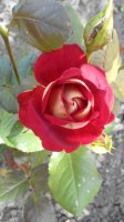 IMG_20150704_170301.jpg