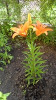 IMG_20150704_170514.jpg