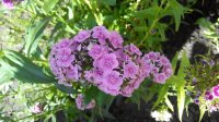 IMG_20150704_170648.jpg