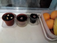 IMG_20150130_174935.jpg