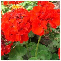1309529932_pelargoniya.jpg
