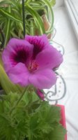20150720_130251.jpg