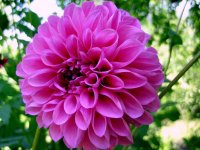 1366253_f20b2df91.jpg