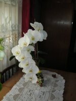 IMG_0132.JPG