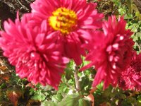 IMG_5494.JPG