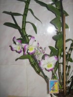 IMG_0402.JPG