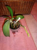 DSC05729.JPG