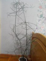 20160311203401.jpg