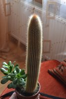 DSC_1053.JPG