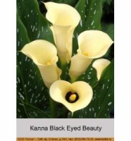Black_Eyed_Beauty-280x300.jpg