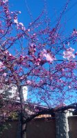 IMG_20160325_085028.jpg