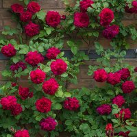 Tess-of-the-dUrbervilles_FeatImg (1).jpg