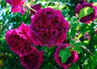 spring_39.JPG