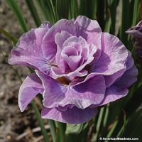siberian-iris-pink-parfait.jpg