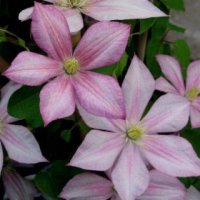 clematis-caroline-1.jpg