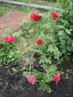 DSC08180.JPG