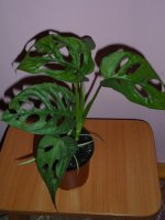 SAM_0232.JPG