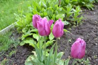 DSC_1176.JPG