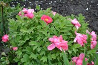 DSC_1180.JPG