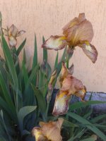 20160524_082042.jpg