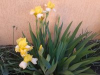 20160524_082057.jpg