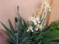 20160524_082015.jpg