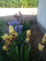 IMG_20160530_091536_1.jpg