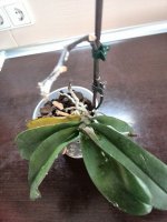 IMG_20160618_144839.jpg