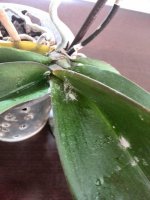 IMG_20160618_144849.jpg