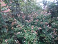 IMG_20160628_191709_1.jpg