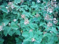IMG_20160628_191717_1.jpg