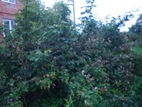 IMG_20160628_191745_1.jpg