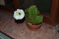 DSC_1248.JPG
